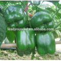 MSP01 Nanjing Newly hybrid lantern pepper seeds price